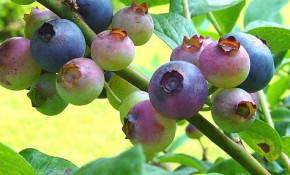 blueberries memory