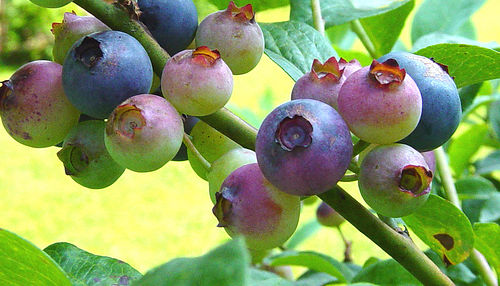 blueberries memory