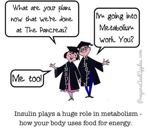 insulin metabolism